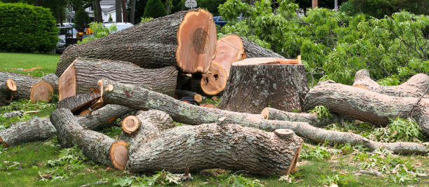 How Our Tree Care Process Works  in  Lake Los Angeles, CA